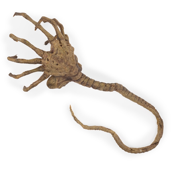 “Facehugger” Production Used Prop from Alien vs. Predator Franchise