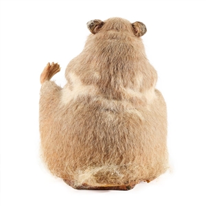 The Nutty Professor Hamster Puppet Skin