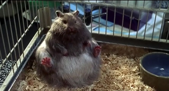 The Nutty Professor Hamster Puppet Skin