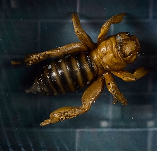 The Unborn Bug Prop