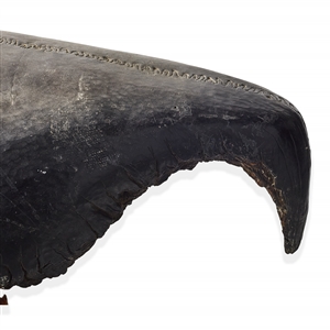 Life-Size Animatronic Worm Head from Tremors