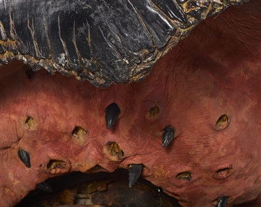 Life-Size Animatronic Worm Head from Tremors