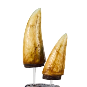 T-Rex 2 Teeth on Display from Jurassic Park