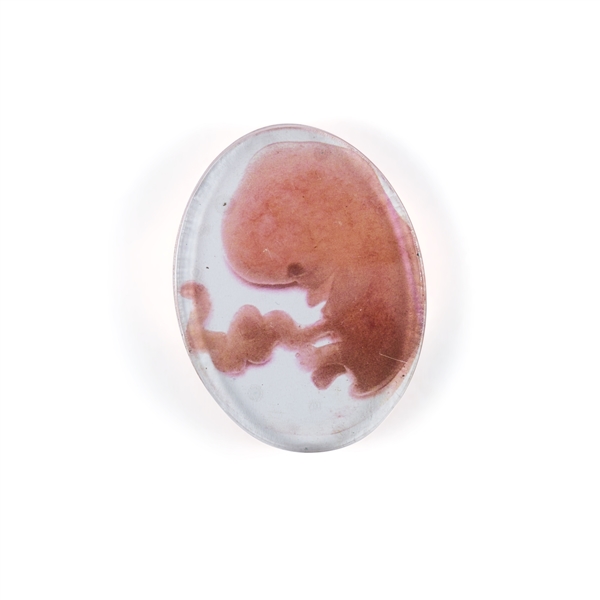 Human Embryo Disc from Alien Covenant